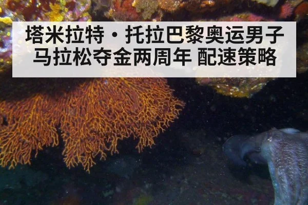 塔米拉特·托拉巴黎奥运男子马拉松夺金两周年 配速策略